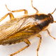 close up german cockroach on white surface