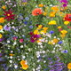 Transplanting Wildflowers from the Wild into Your Garden