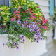 pretty window boxes with flowers