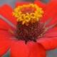 bright red zinnia with yellow center