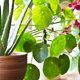 10 Cheap and Beautiful Indoor Plants