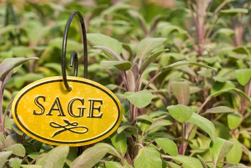 Sage, Herb of Immortality