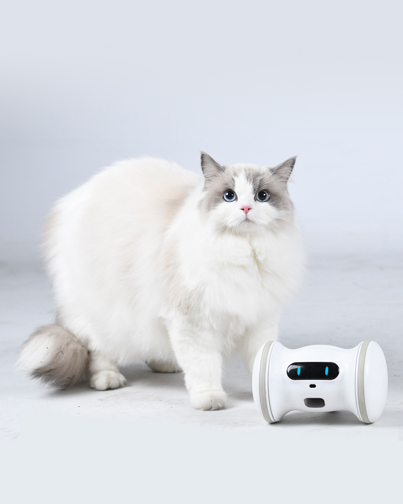 Cat stands next to a Varram Robotic Pet Companion.