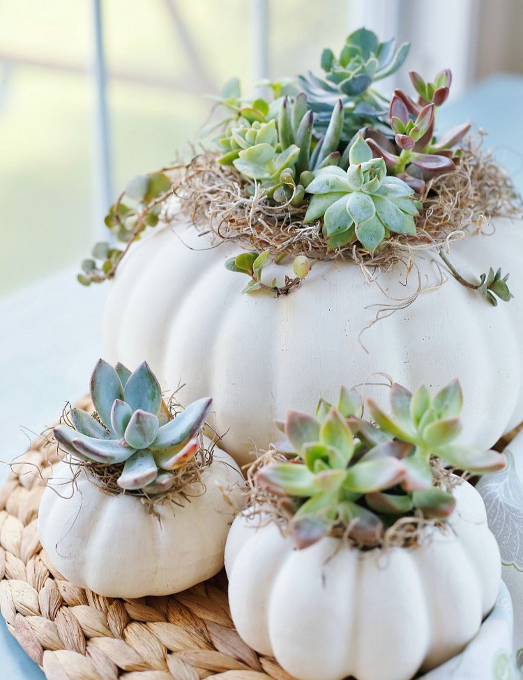 Halloween pumpkins repurposed for Thanksgiving as snazzy white succulent planters
