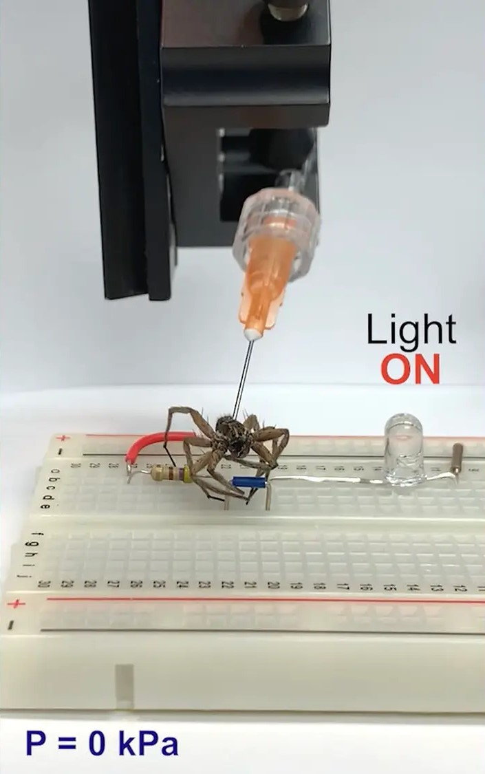Rice University researchers use pressurized air to get a dead spider to switch off a light. 