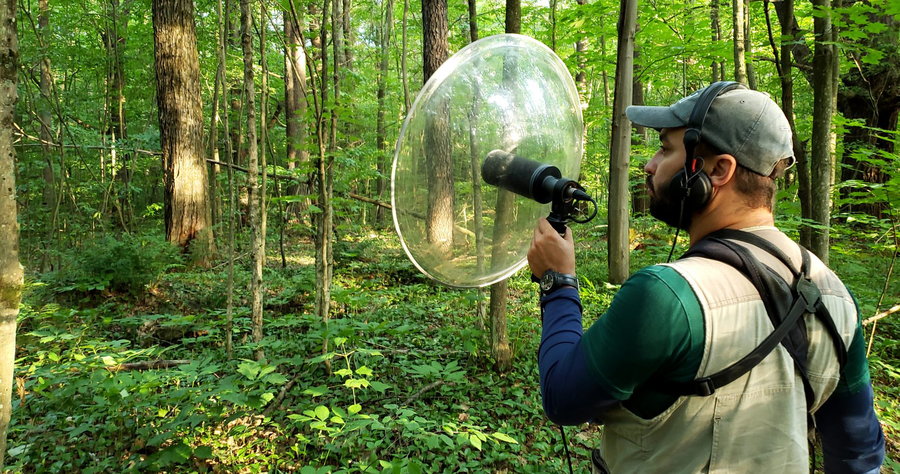 Field scientist uses audio equipment to record animal communications in a dense forest.