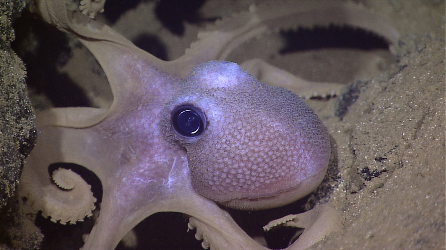 Color-changing cephalopods like this octopus inspired Rutgers researchers' new smart gel.