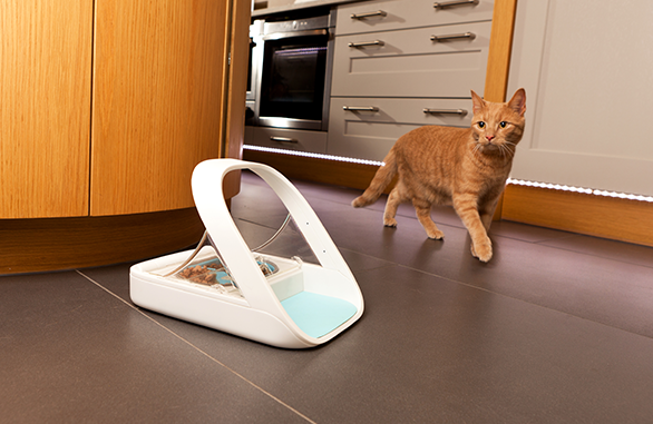 Small kitten approaches the SureFeed Microchip Pet Feeder