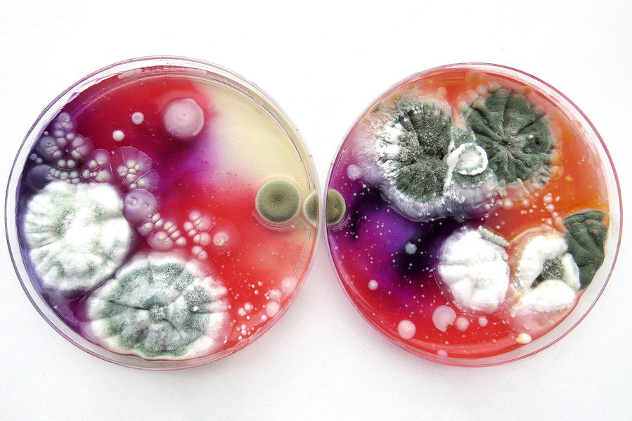 One of many slime mold creations from Russian artist and microbiology enthusiast Dasha Plesen. 