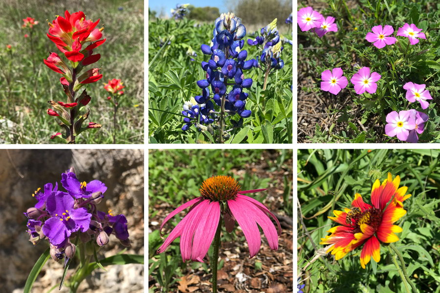 Images of several different Texas Hill State County wildflowers, which served as the inspiration for the colorful new PARKSPACE installation.