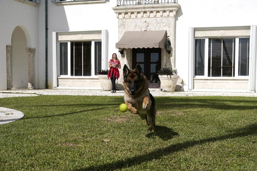 Ultra-rich German shepherd Gunther VI plays with a tennis ball on the grounds of his multimillion-dollar Miami Beach house.
