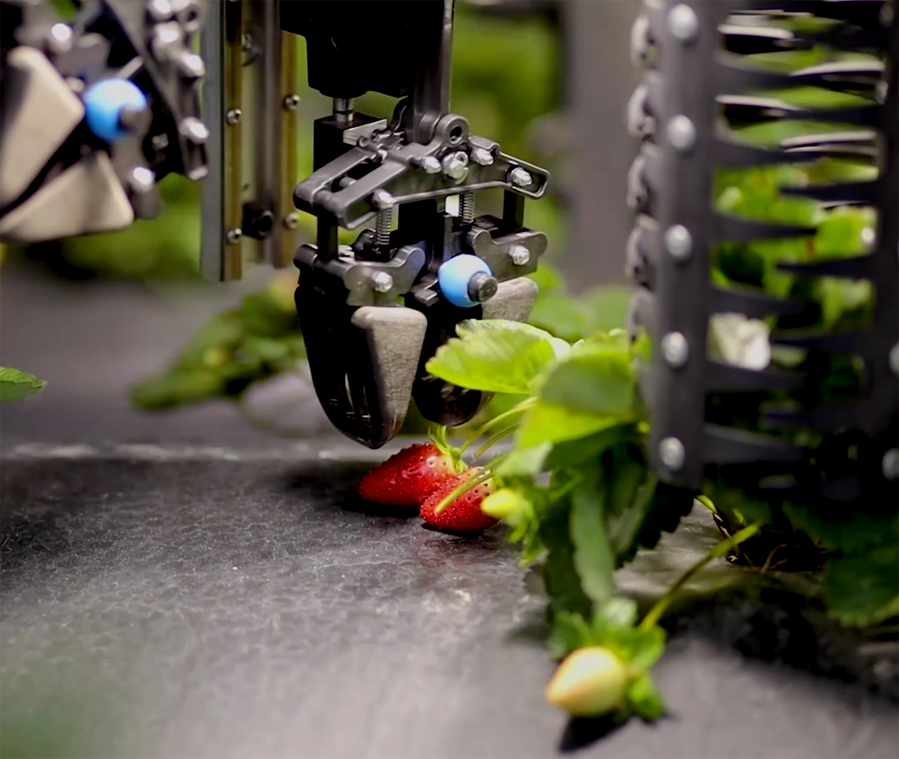Harvest CROO's robotic strawberry picker delicately picks up a ripe strawberry.