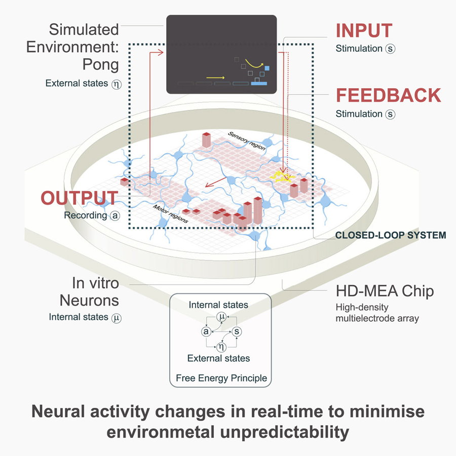 Graphic explains how the researchers were able to interface the brain cells with a simulated 