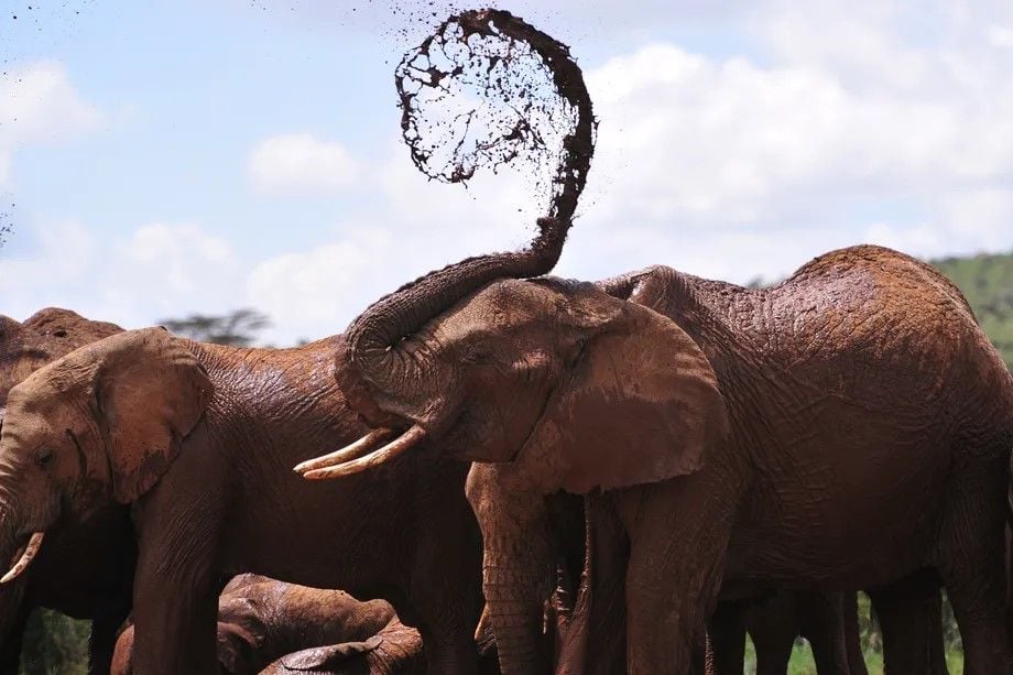 Herd of African elephants uses infrasound signals to communicate with one another. 