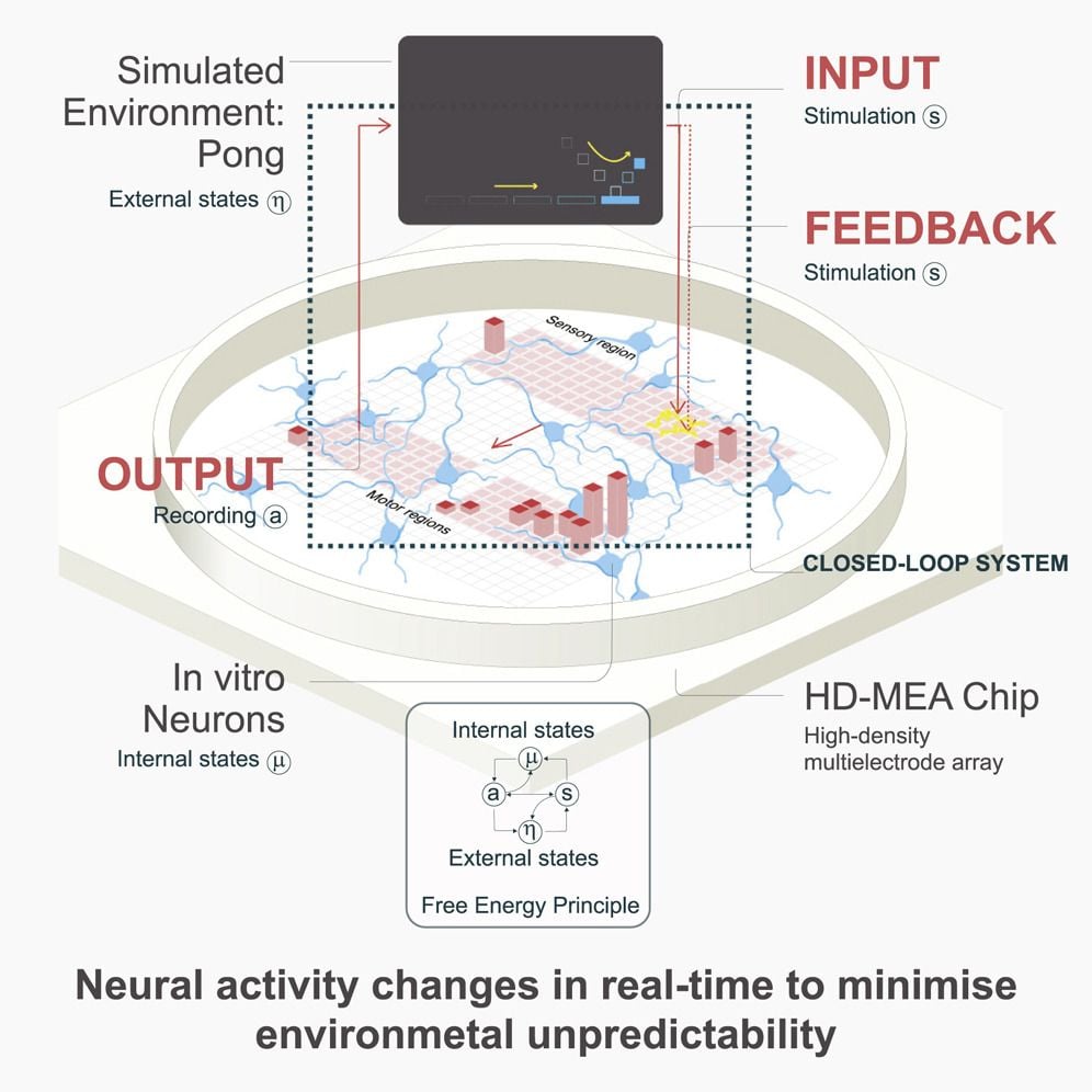 Graphic explains how the researchers were able to interface the brain cells with a simulated 