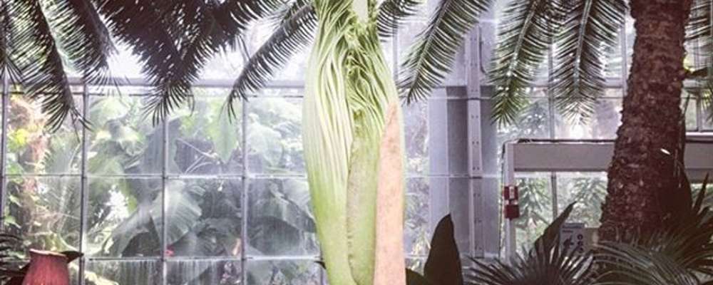 Waiting patiently for the Corpse Flower to bloom here at @usbotanicgarden! #mydccool #usbgcorpseflower #usbg #washingtondc #donohoe #holidayinn #holidayinncapitol #SWsouthbest