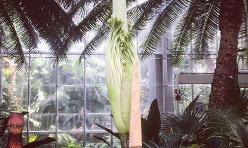 Waiting patiently for the Corpse Flower to bloom here at @usbotanicgarden! #mydccool #usbgcorpseflower #usbg #washingtondc #donohoe #holidayinn #holidayinncapitol #SWsouthbest
