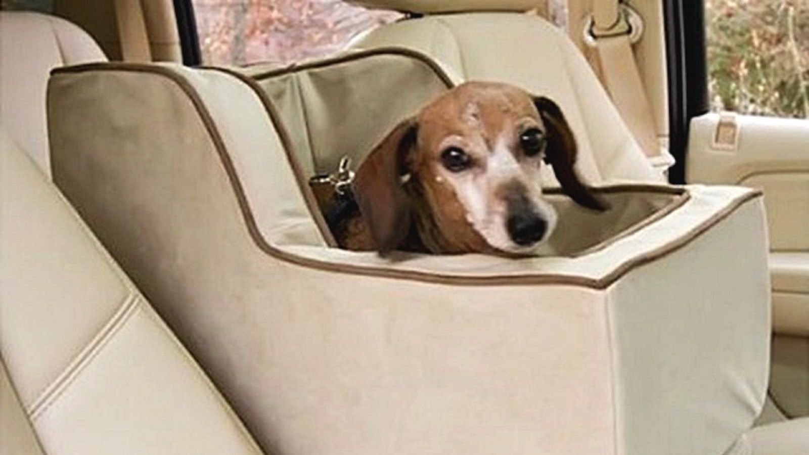 6 Ford Truck Mods for Your Dog Fordtrucks