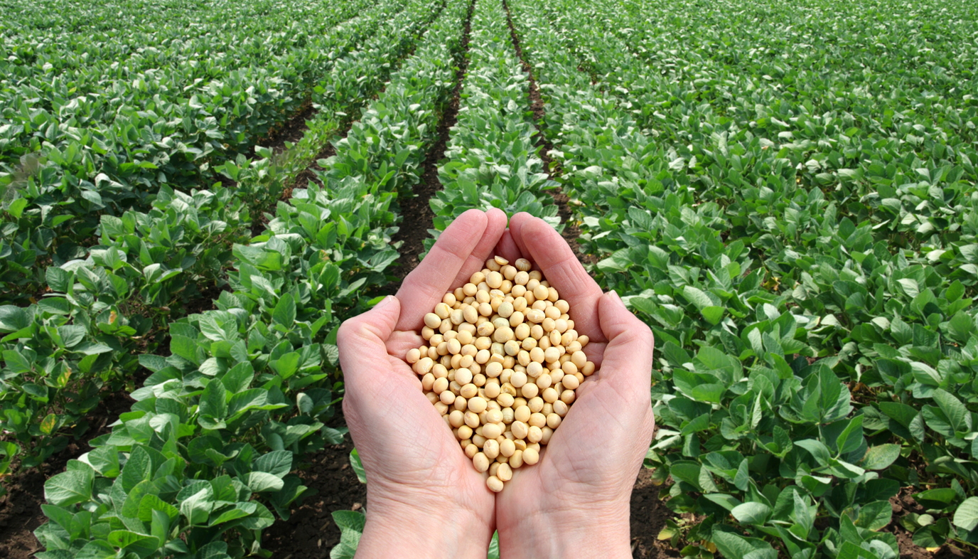 handful of soy beans