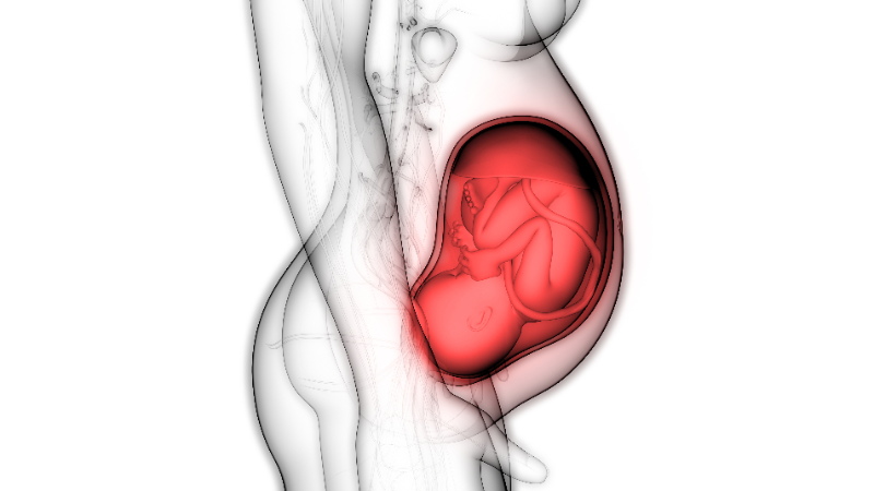 graphic illustration of fetus in womb