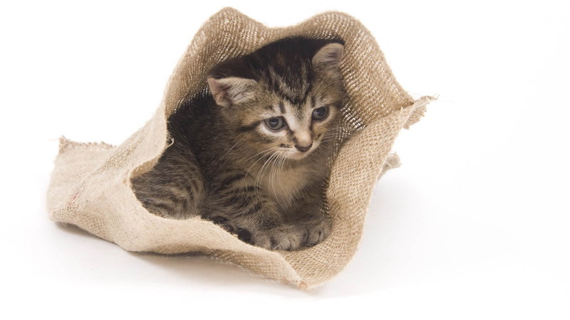 Toxoplasmosis: Cat litter and Pregnancy | www.justmommies.com