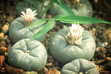 peyote plant