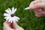 person plucking a flower