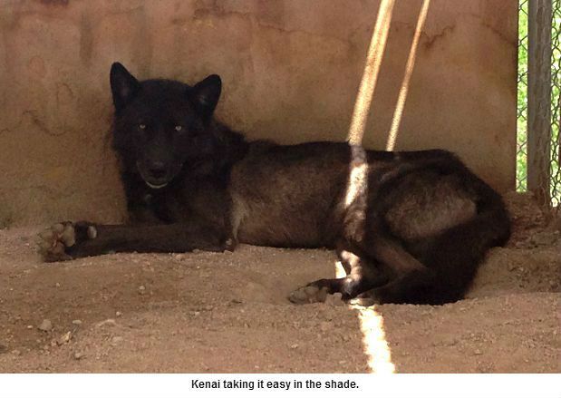 Kenai in the shade