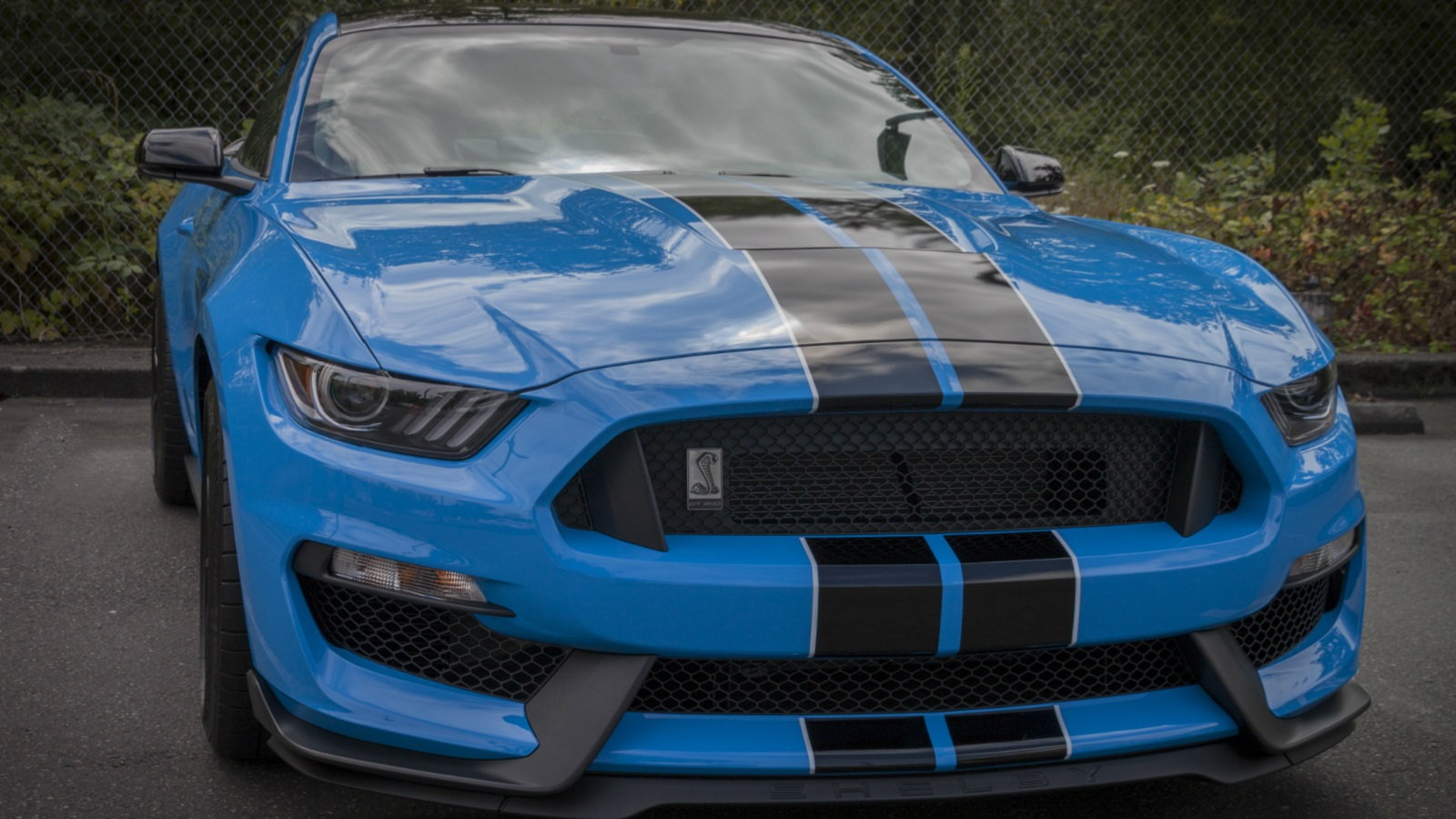 Top 6 Dual Color Stripes on the Mustang | Themustangsource