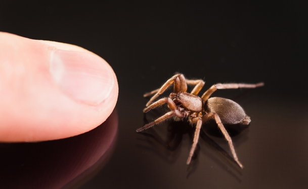 brown recluse spider bite signs and symptoms