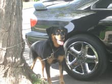 rox guarding the whip