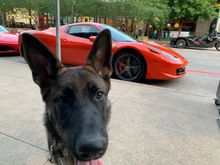 Enzo saw a Ferrari today