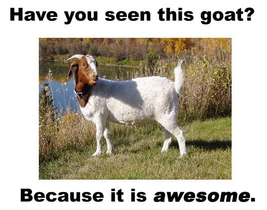 Seen This Goat