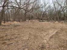 Looking back to the wooded section of the land. Some dead and leaning trees I'll need to cut down. Eventually.