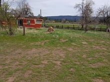 The peace sign tree stump.