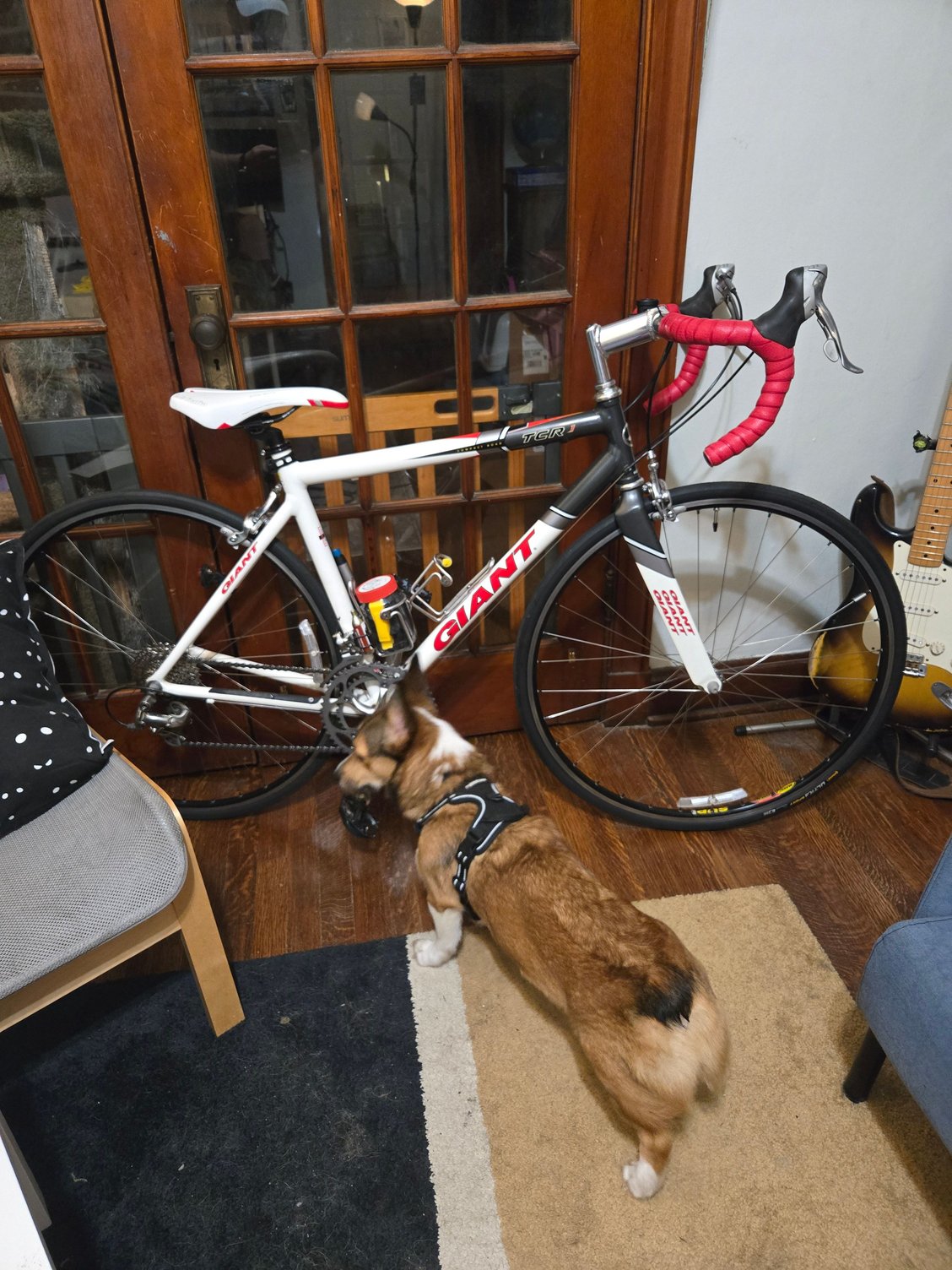 Sherman wondering why a bicycle is in his way.