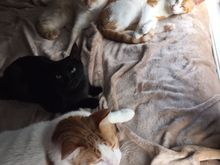 Fatty’s immune system turned on him so he is in the buffet line in the sky. Or cat Valhalla.. This is from 5 year ago or more. The others are still here driving me crazy. 