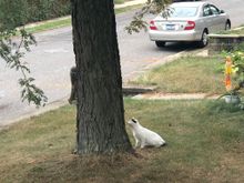 Squirrel got away