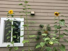 Attack of the Killer Seeds?