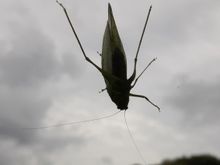 Visitor on my 3rd floor window pane.