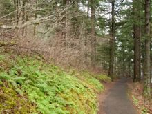 A pathway in Portland, Or