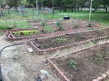 Onions, jalapeño, tomatoes different varieties, bell peppers, green beans and summer squash. So far so good. The weather has been favorable this year. And they respond to Metallic music. Oh I forget about the lettuce and garlic. 