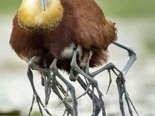 Jacana bird carrying young under it's wings.
