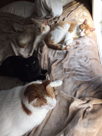 Fatty’s immune system turned on him so he is in the buffet line in the sky. Or cat Valhalla.. This is from 5 year ago or more. The others are still here driving me crazy. 