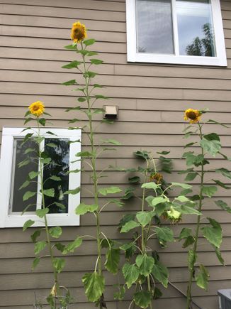 Attack of the Killer Seeds?