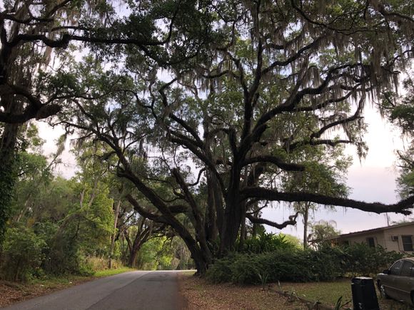I finally found something a lot older than me! Beautiful and large Oak.