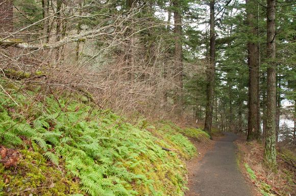 A pathway in Portland, Or