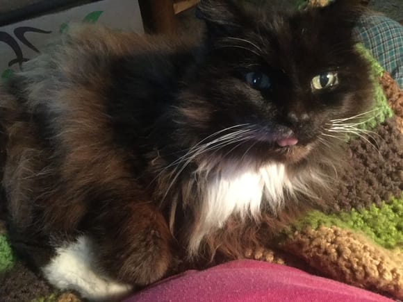 Blep! About 16. Our Butthead.