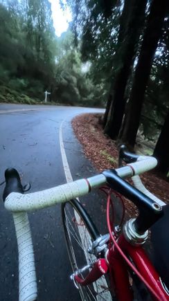 Little redwood grove near Tilden Park.