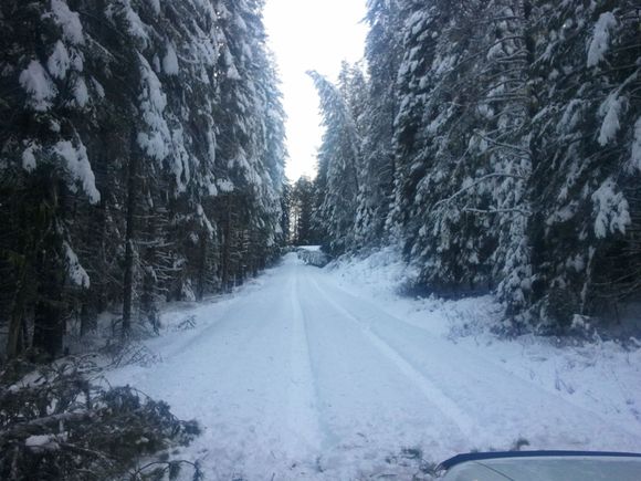 Looking up the road at the next tree to cut and move out of the way.

